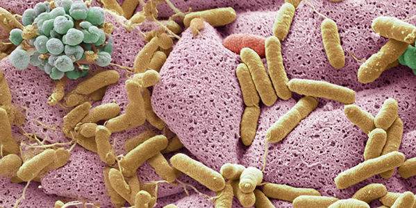 La conexión entre la microbiota intestinal y la salud del tracto urinario